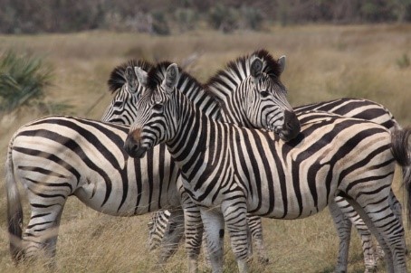 This image has an empty alt attribute; its file name is zebras.jpg